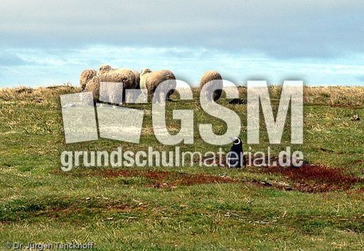 Magellanpinguin (25 von 32).jpg